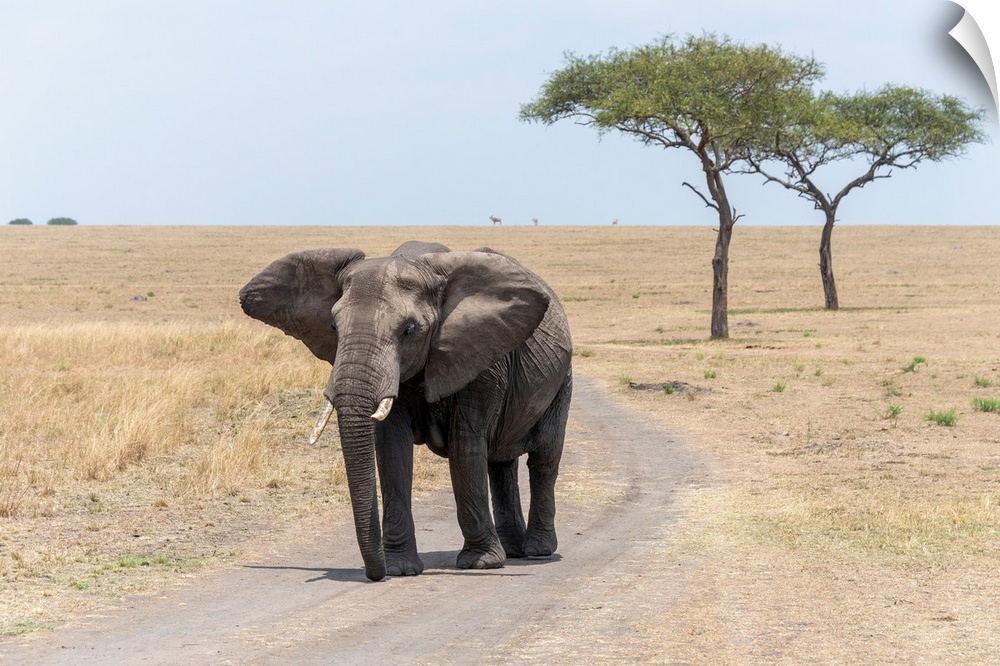 A lone elephant in Serengeti National Preserve, Tanzania, Africa.