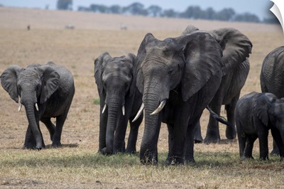 Elephants In The Serengeti