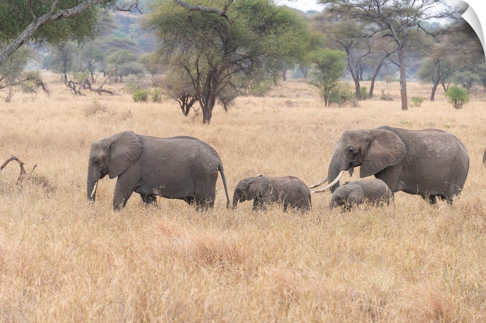 Several elephants on the move during the great migration in Serengeti National Park, Tanzania, Africa.