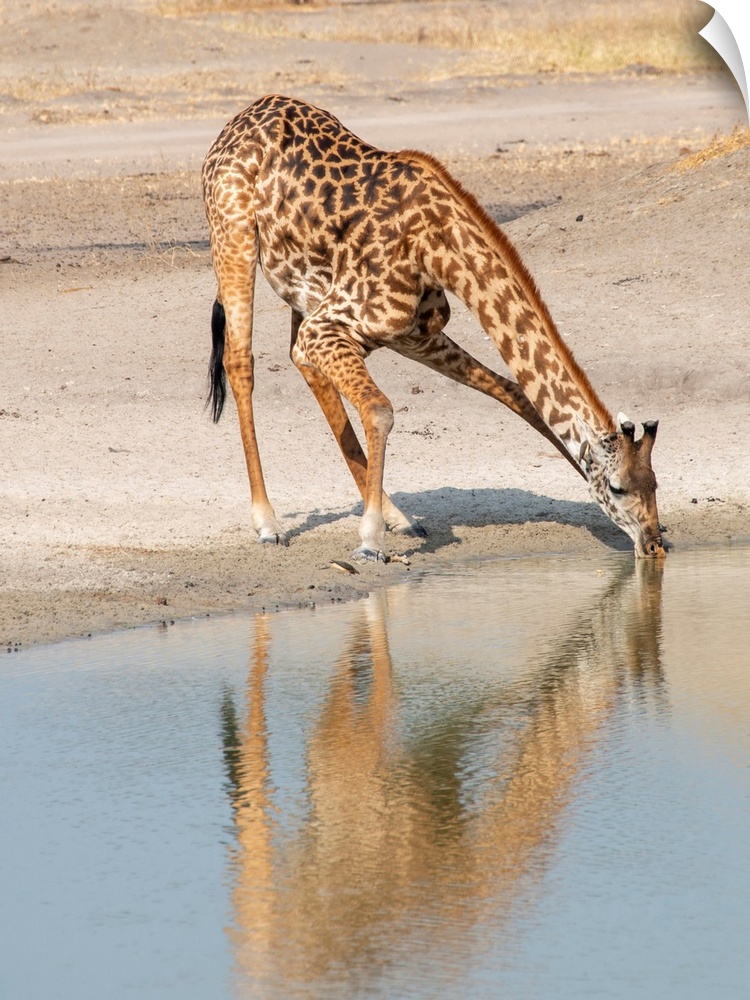 A solitary giraffe bends down to get a long drink. Tanzania, Africa.