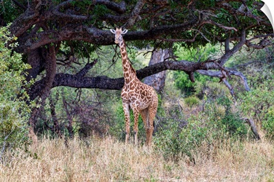 Giraffe In Tanzania