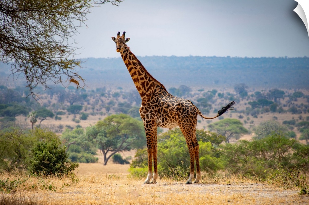 A tall giraffe in Tanzania, Africa.