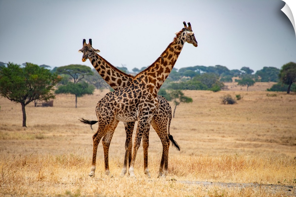 Two tall giraffes with necks crossed in Serengeti, Tanzania, Africa.