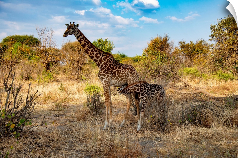 A mom and baby giraffe in Serengeti, Africa.