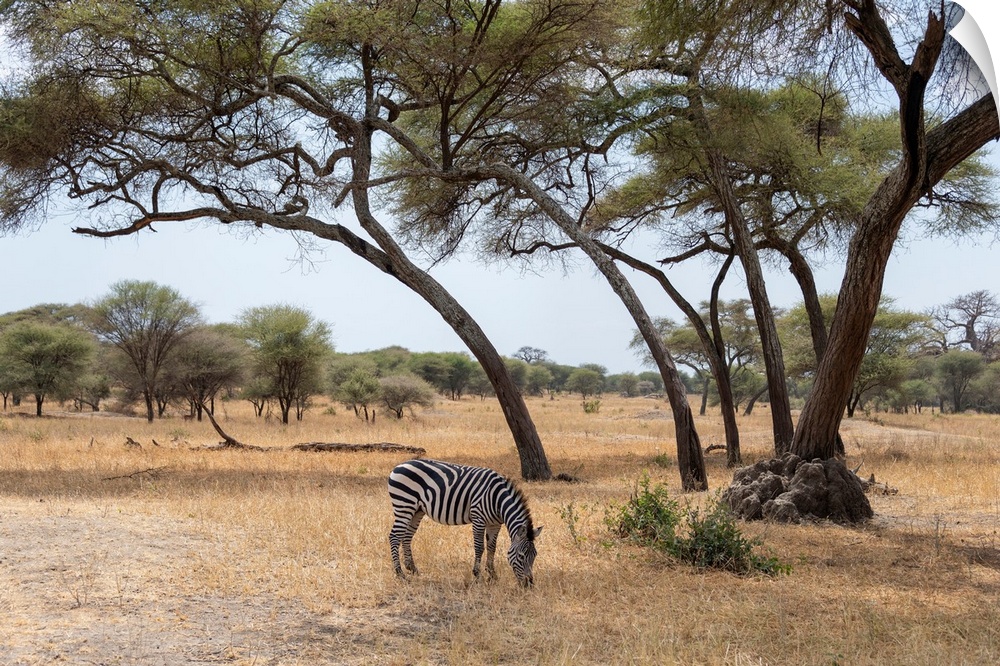 A solitary zebra grazes for grass in the Serengeti, Tanzania, Africa.
