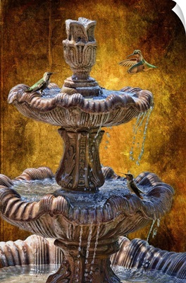 Hummingbirds in the fountain