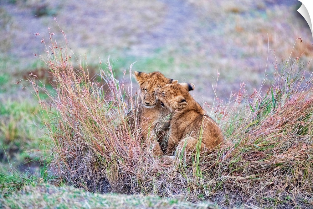 Two lion cubs playfully fighting and biting in Serengeti National Reserve, Tanzania, Africa.