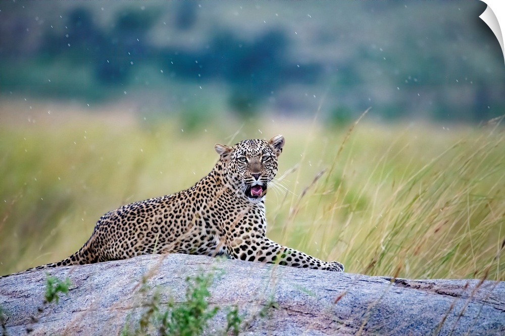 A gorgeous leopard seems almost to pose in the rain in Serengeti National Reserve, Tanzania, Africa.