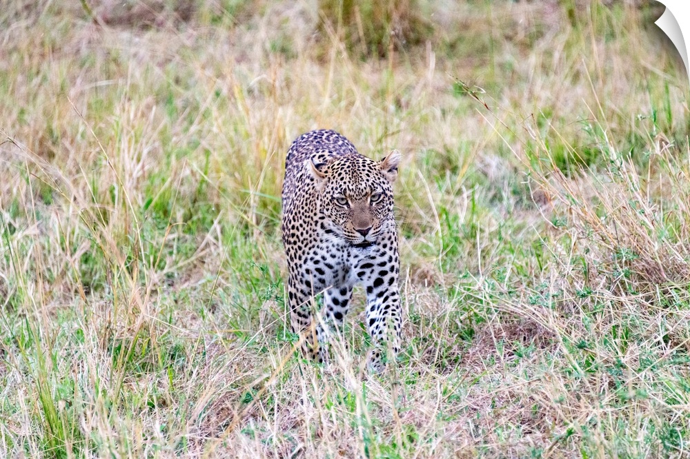 A leopard stalks it's prey in the Serengeti, Tanzania, Africa.