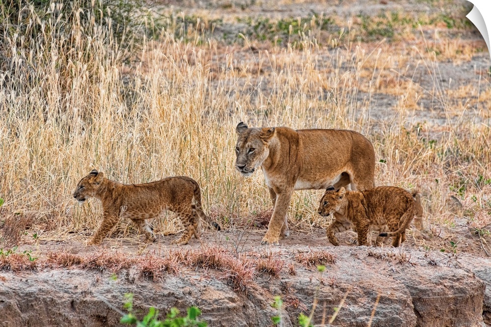 Several lion cubs in Tanzania, Africa