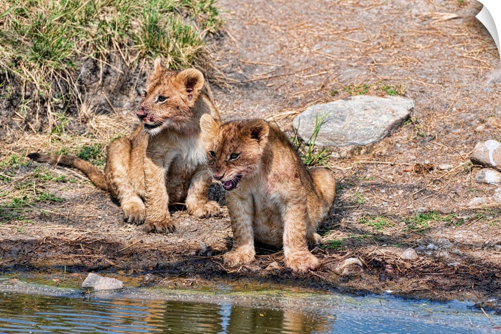 Two lion cubs, one with a bloody face, sit close to eachother at a watering hole.