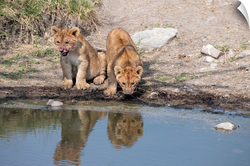 Two lion cubs near a stream in Serengeti, Tanzania, Africa.