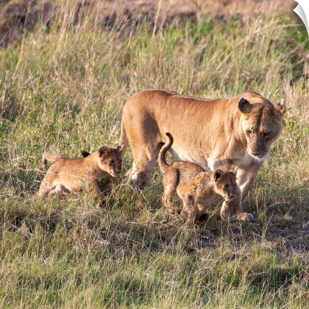 Mom and cub lions in Serengeti National Reserve, Tanzania, Africa.
