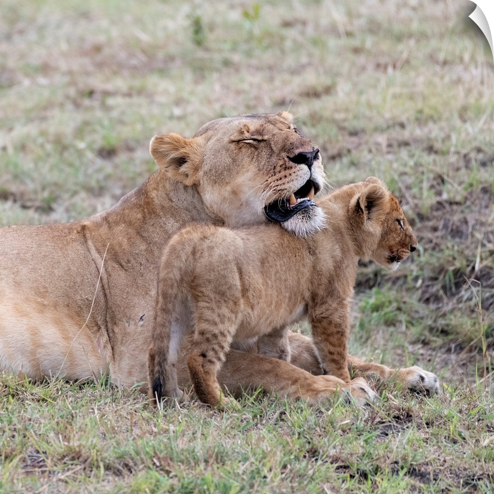 A female lion and her cub  in Maasai Mara National Park, Kenya, Africa.