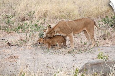 Lioness And Cub