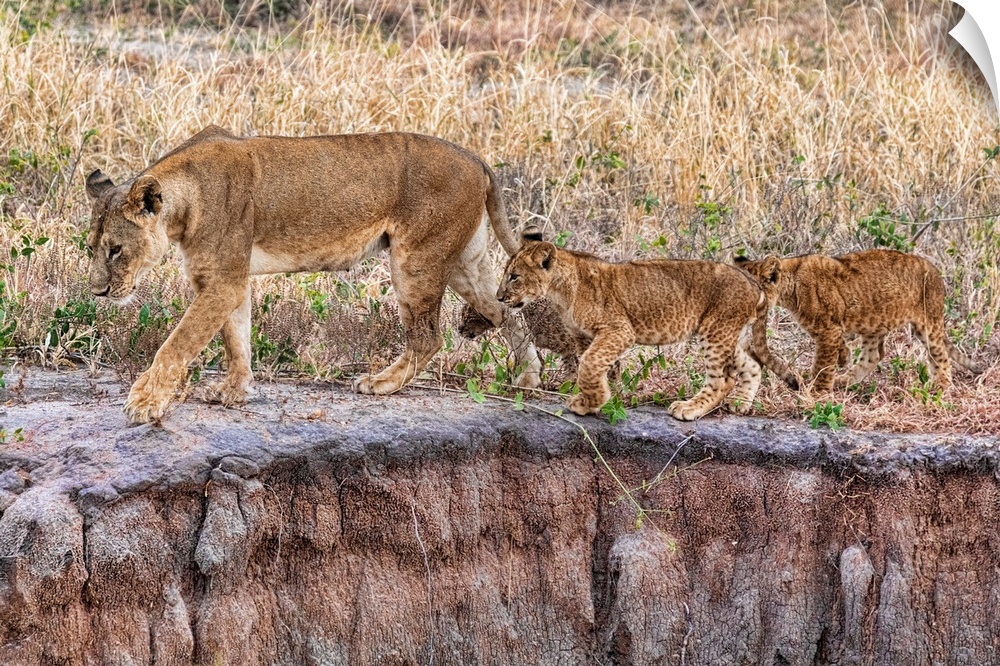 A female lion and her cubs