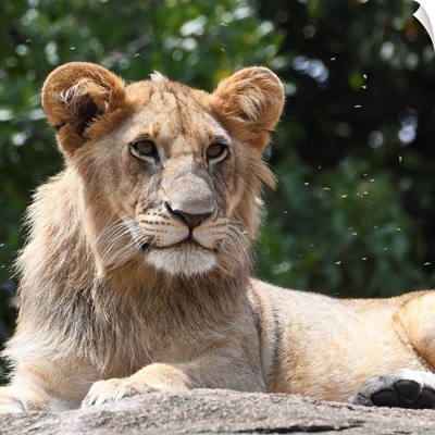 Male Lion On A Rock