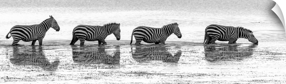 Several Zebras walking across a swampy area in Kenya, Africa.