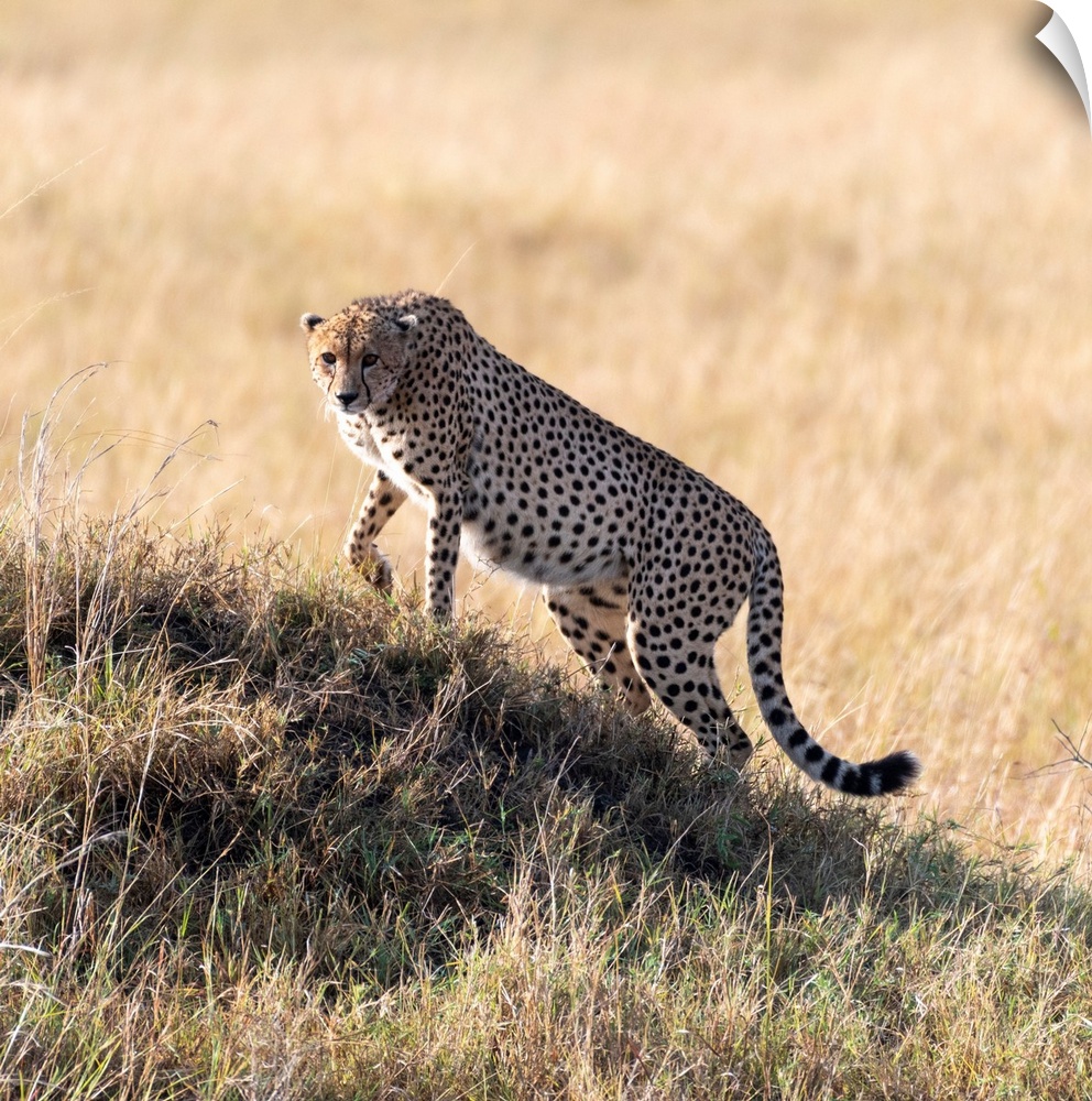 A Cheetah looks across vast grasslands in it's perfect hunting grounds in Serengeti, Tanzania, Africa