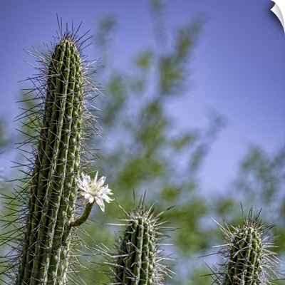 Saguaro Cactus with single bloom in the Arizona desert