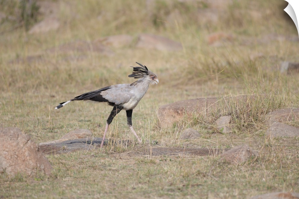 A secretary bird walking and searching for bugs in Tanzania, Africa.
