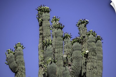 Several saguaro cactus in the Arizona desert
