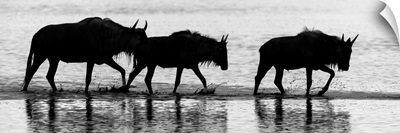 Silhouetted Wildebeests