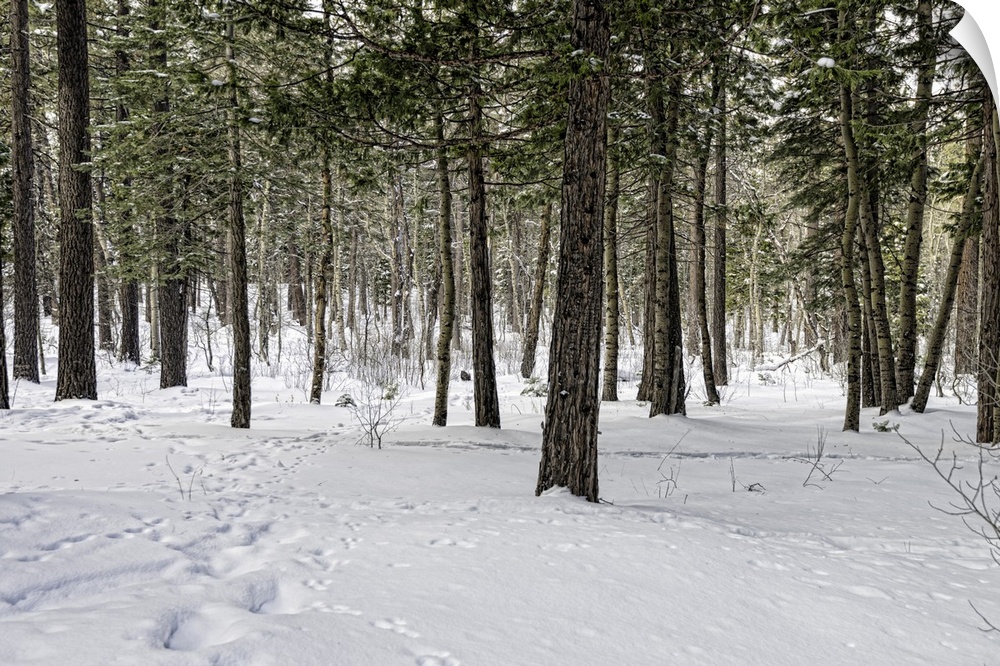 Snow-covered pine forest in Yosemite