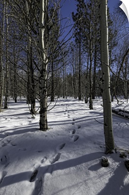 Snowy path through forest