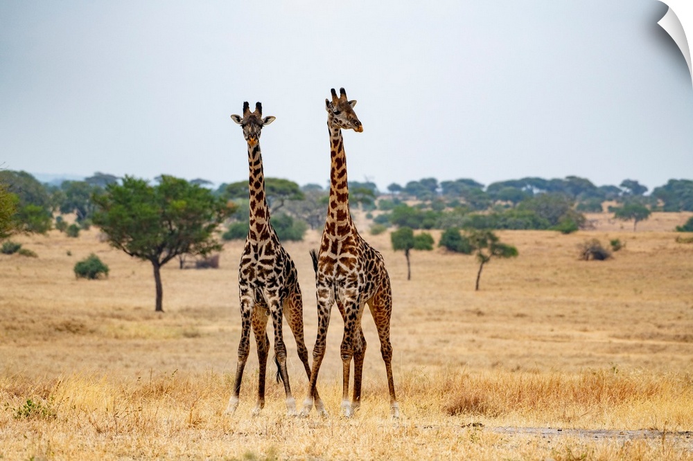 Tall giraffes in the Serengeti.
