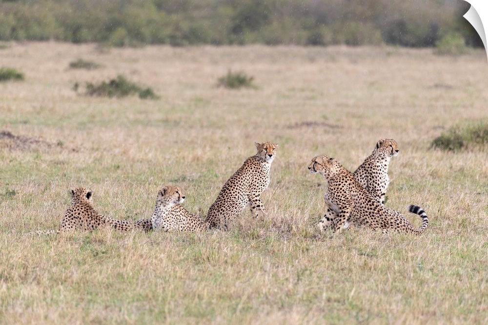 Five Cheetah males in tall grass in Maasai Mara National Park, Kenya, Africa.