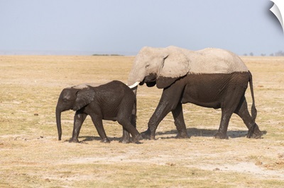 Two Toned Elephants