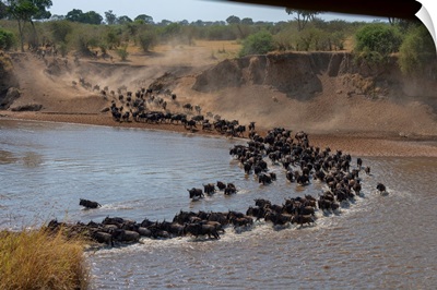 Wildebeest Crossing The Mara