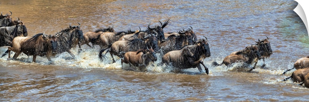 Many wildebeests frantically crossing the Mara river as part of the great migration, Tanzania, Africa.