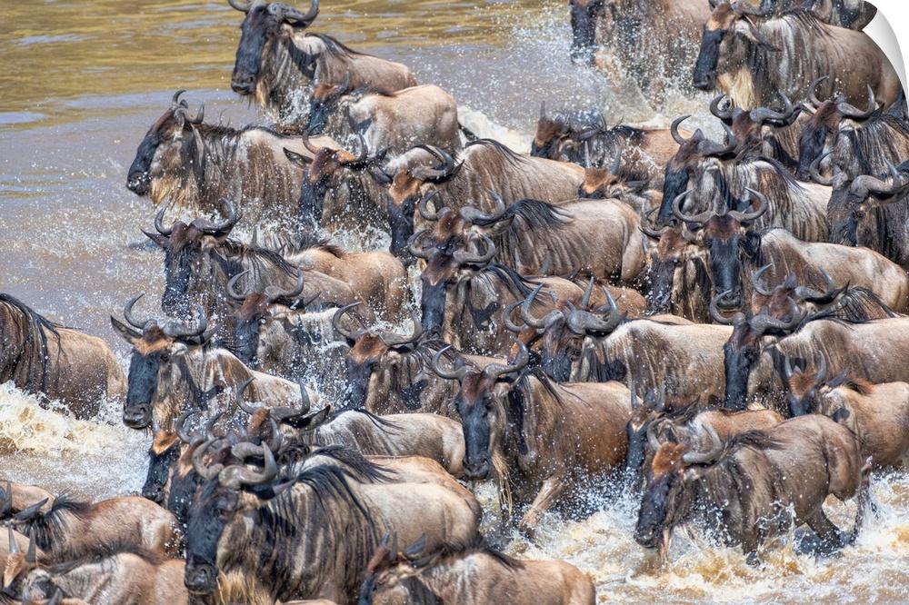 Hundreds of wildebeests during the yearly great migration in Tanzania, Africa.