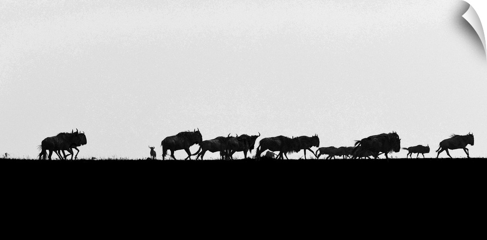 Wildebeests on the horizon during the great migration in Tanzania, Africa.