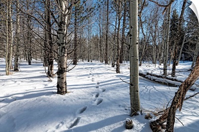Wintry Path in a forest