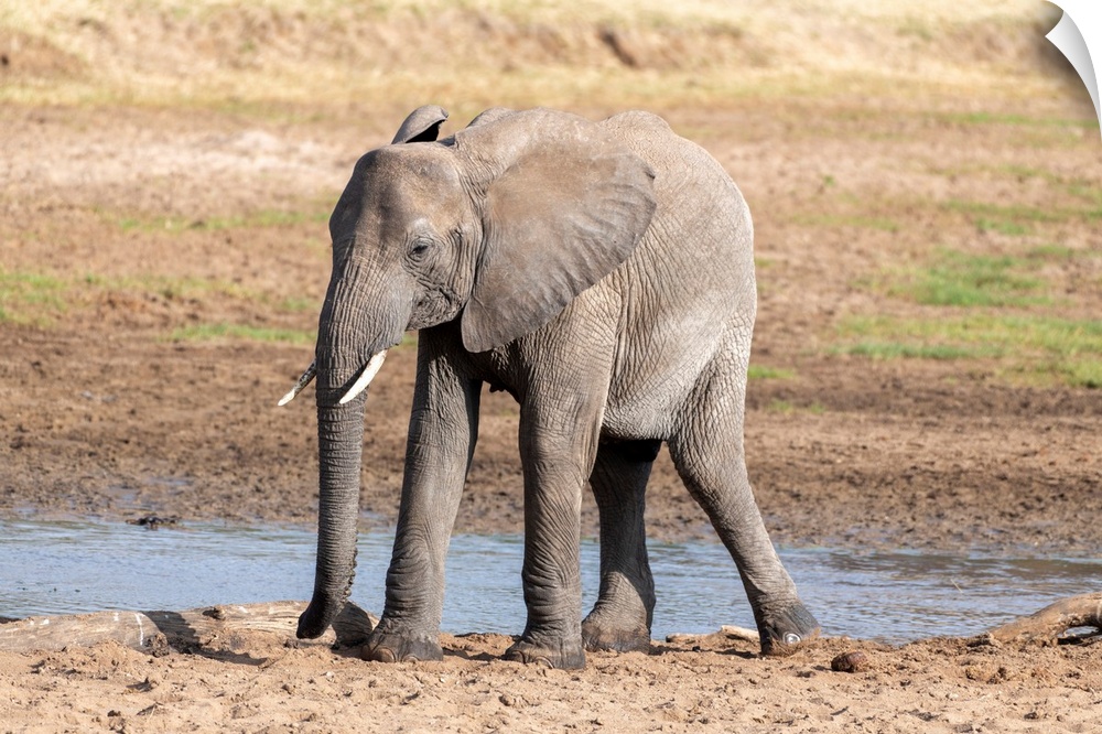 A young elephant in Tanzania, Africa