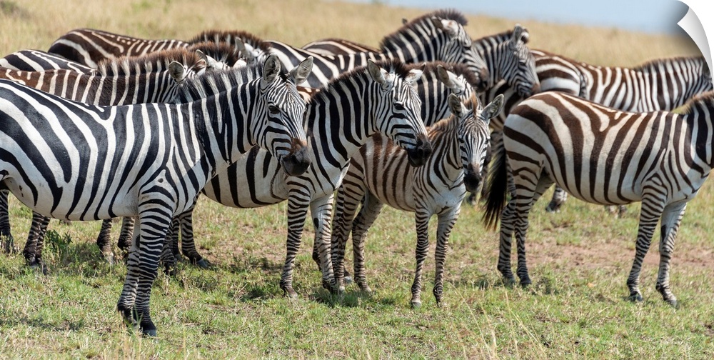 Many zebra grazing on tall grasses in the Maasai Mara National Park, Kenya, Africa.