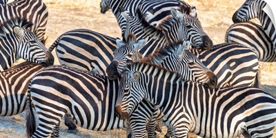 Zebra In Protective Stance