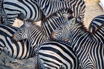 Zebra Patterns