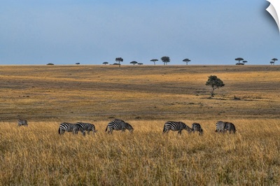 Zebras In The Serengeti