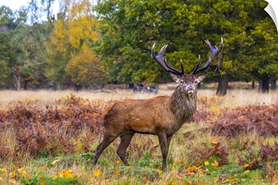 A Alpha Male Stag Posing For The Camera