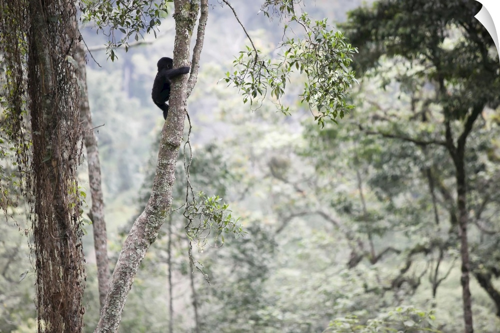 A baby gorilla climbs a tall tree in the impenetrable forest, Bwindi Impenetrable National Park, Uganda