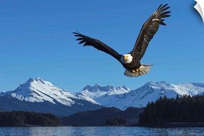 A bald eagle soars against a blue sky in Auke Bay near Juneau, Alaska