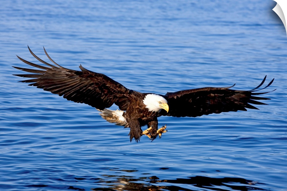 Landscape photograph of a bald eagle in Southeast Alaska, soaring toward the water with extended talons to catch a fish.