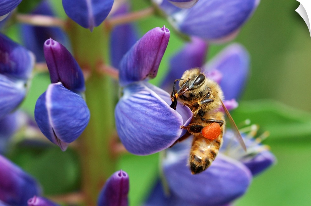 A bee visiting a lupine (Lupinus) flower in the springtime. The orange wad of pollen in the bee's pollen basket is from lu...