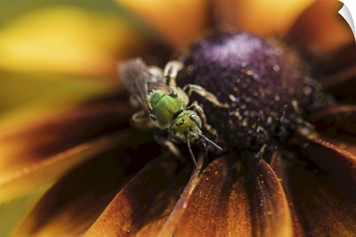 A Bicolored, Striped-Sweat Bee Pollinates Black-Eyed Susan Blossoms, Astoria, Oregon