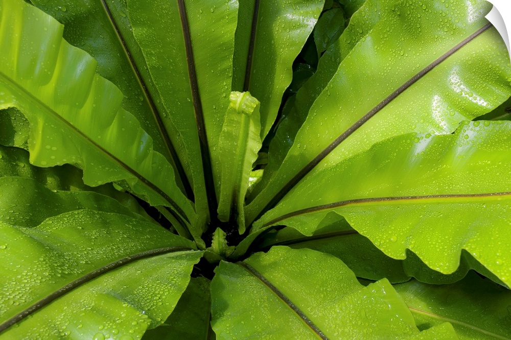 From the National Geographic Collection.  Up-close photograph of plant leaves.
