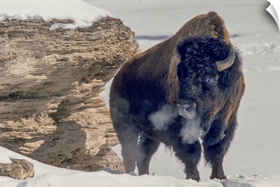 A Bison Bull, Soda Butte Cone In Lamar Valley, Yellowstone National Park, Wyoming